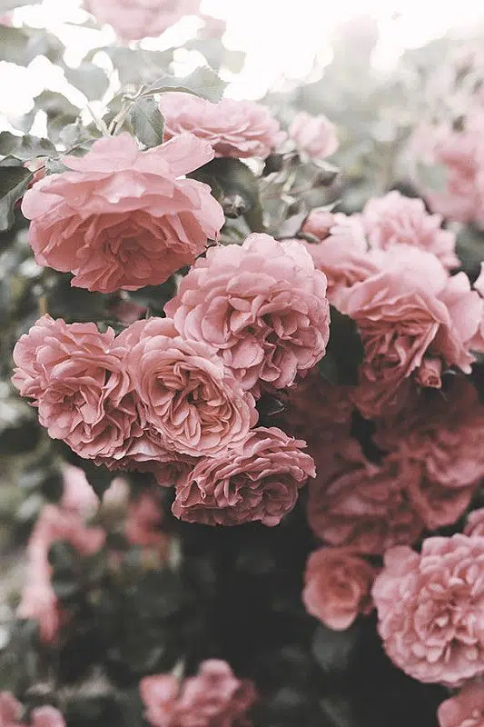 Fleur de couleur rose