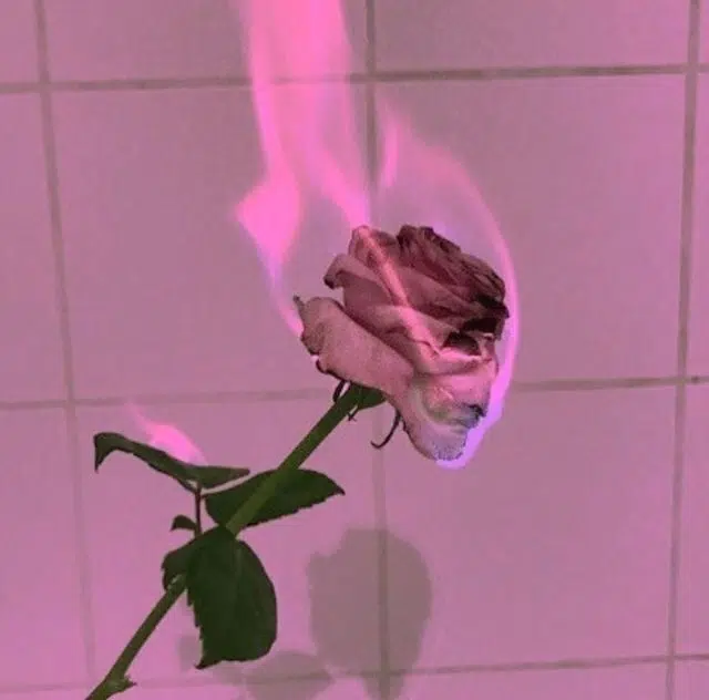 Rose en feu