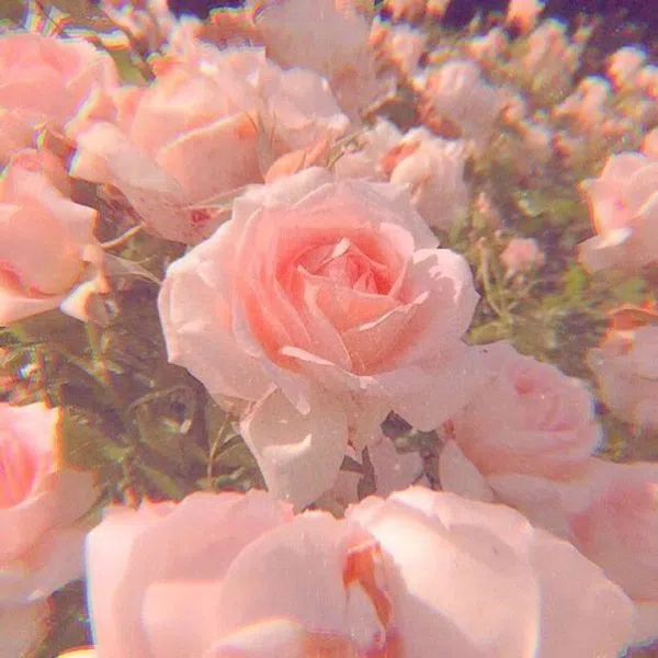 Fleurs roses vintage