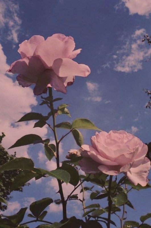Photo rétro d'une rose