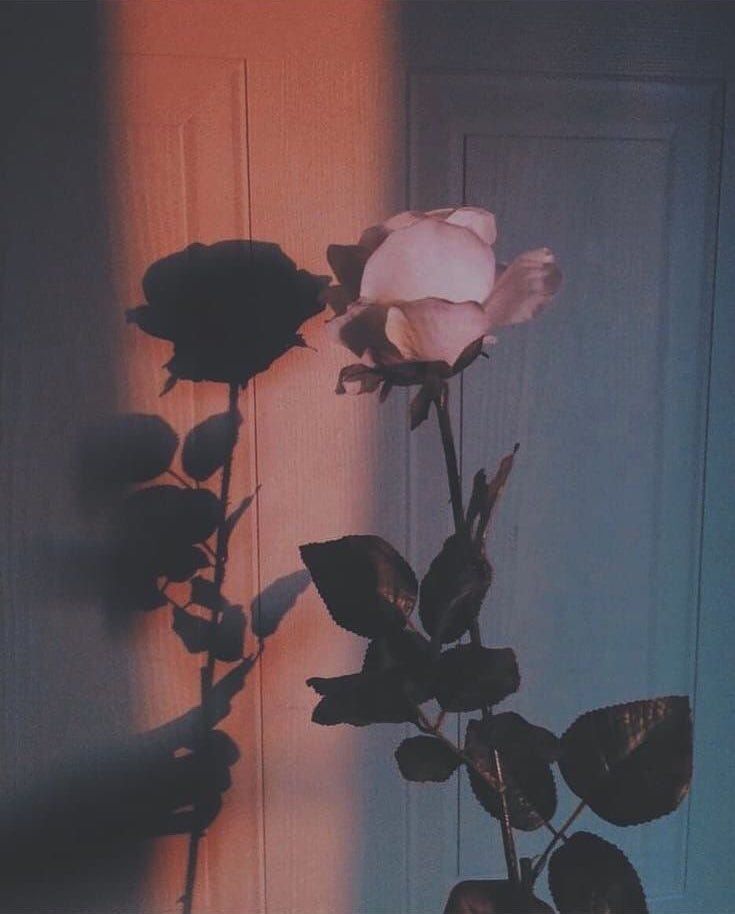 Photo vintage d'une rose